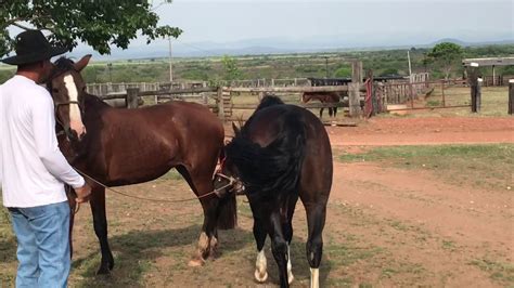 cruzamento de mula com cavalo|Cruzamento de cavalo pampa de preto com égua pampa de。